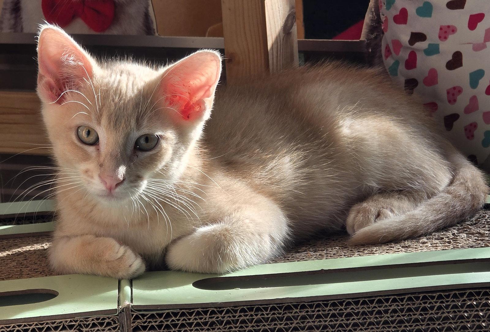 Noodle, a Adoptable Domestic Short Hair in Rowlett, TX image 1/3