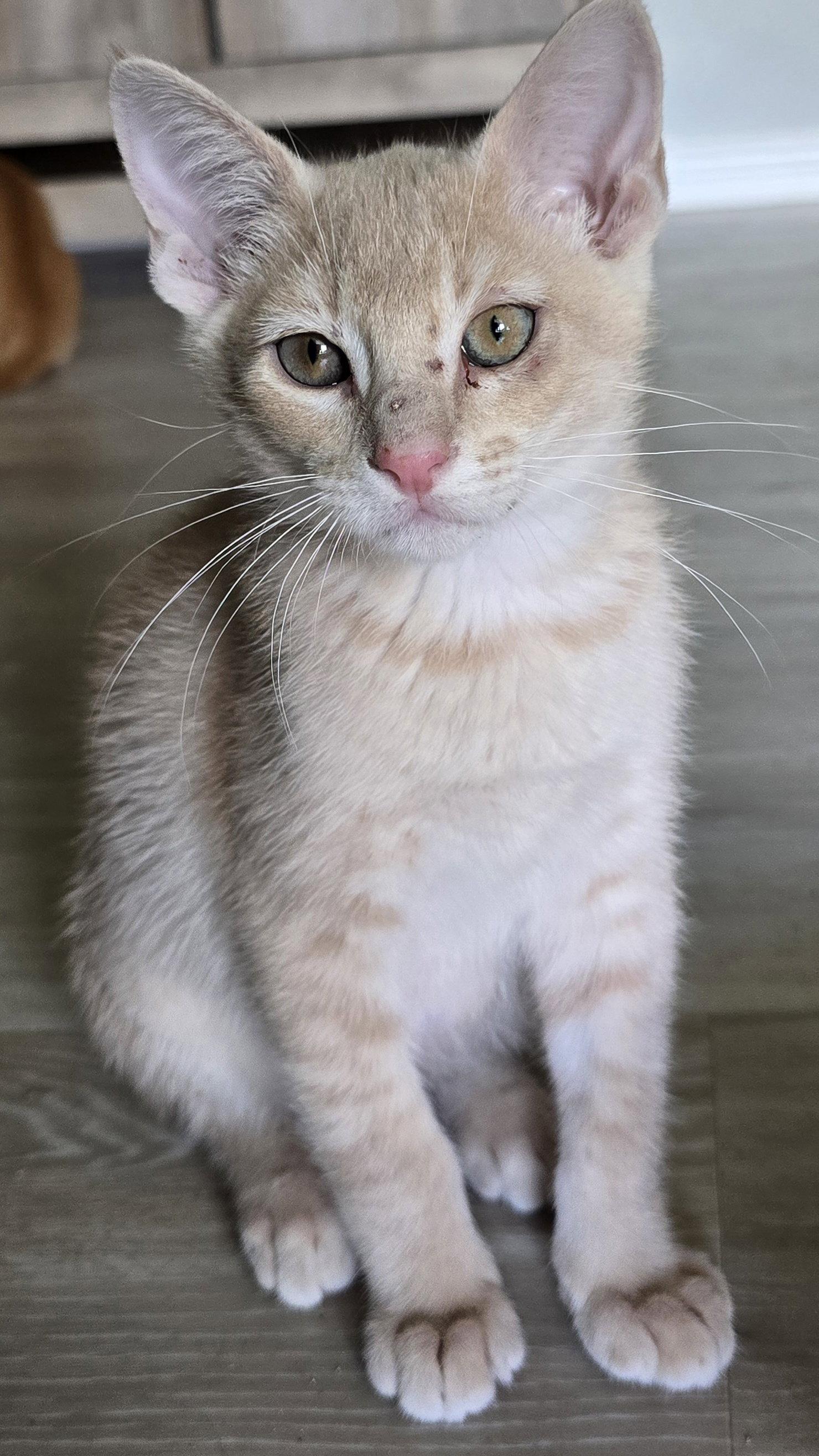 Noodle, a Adoptable Domestic Short Hair in Rowlett, TX image 2/3
