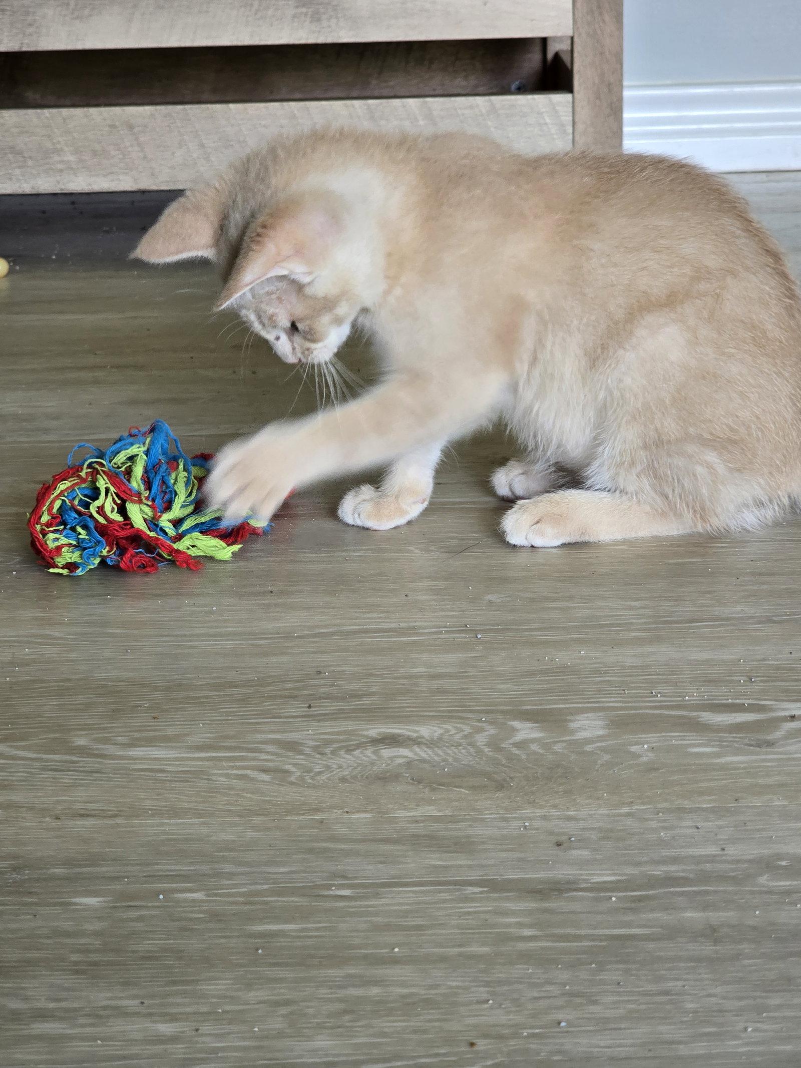 Noodle, a Adoptable Domestic Short Hair in Rowlett, TX image 3/3