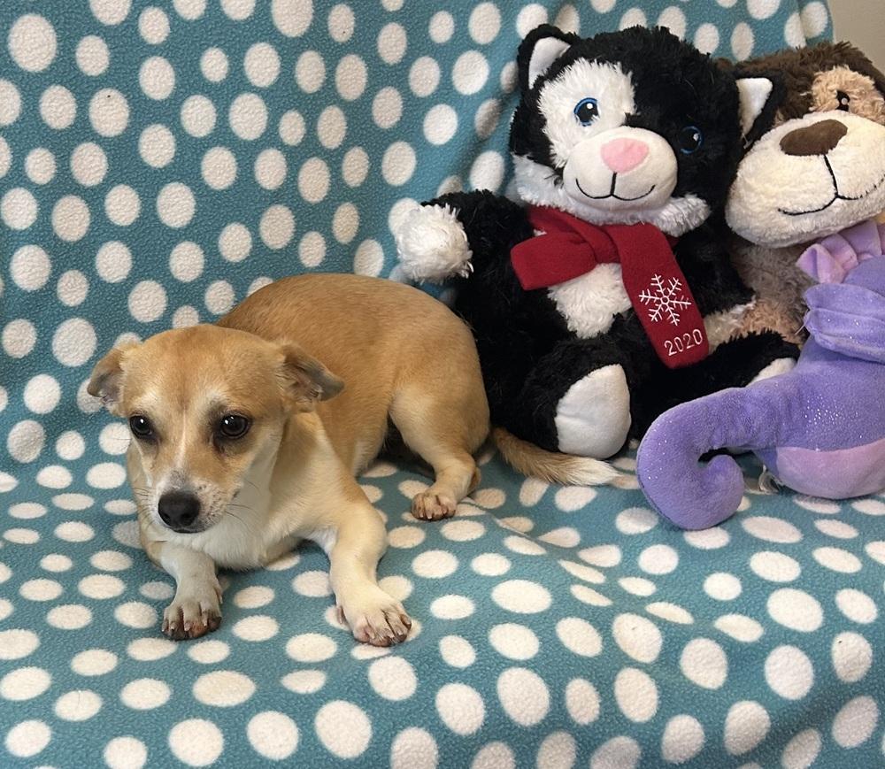 Calloway, Adoptable, Young Male Chihuahua.