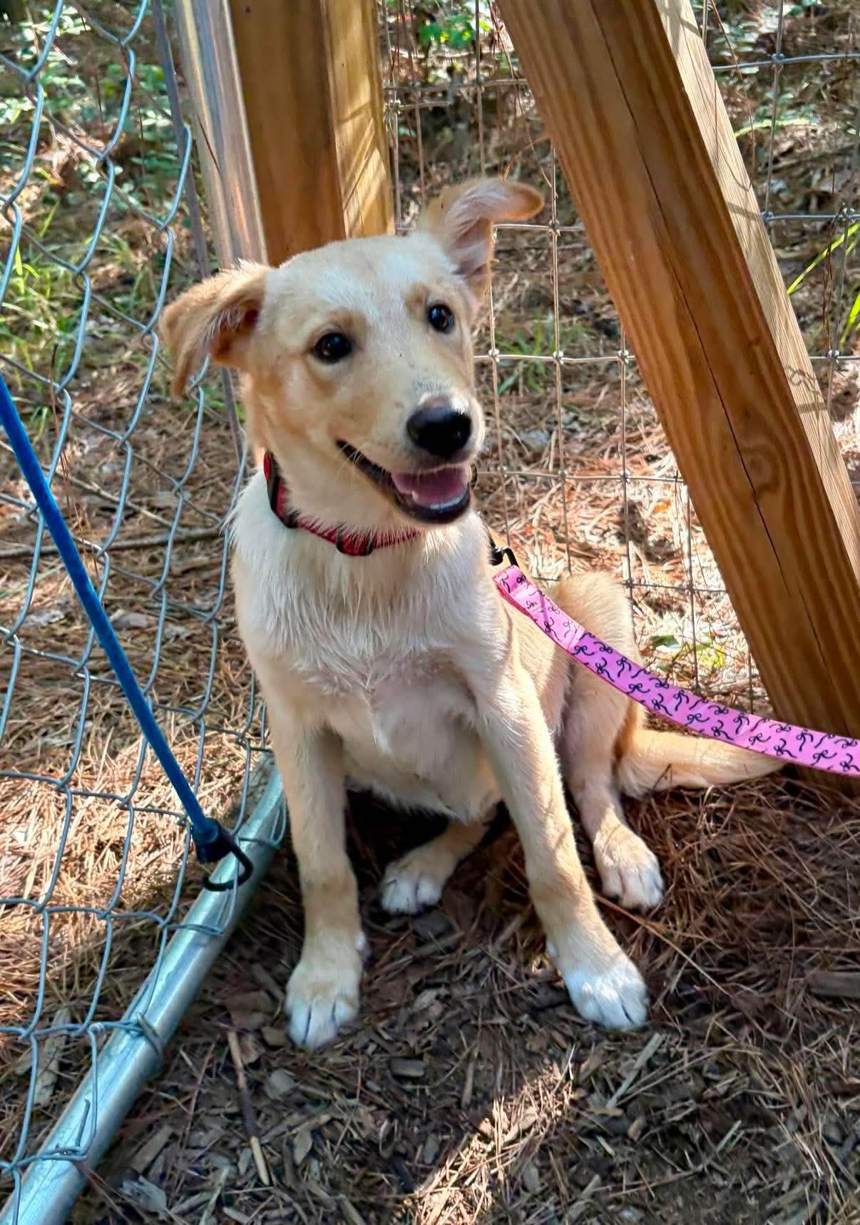 Isla, ADOPTABLE, Puppy Female Labrador Retriever & Husky.