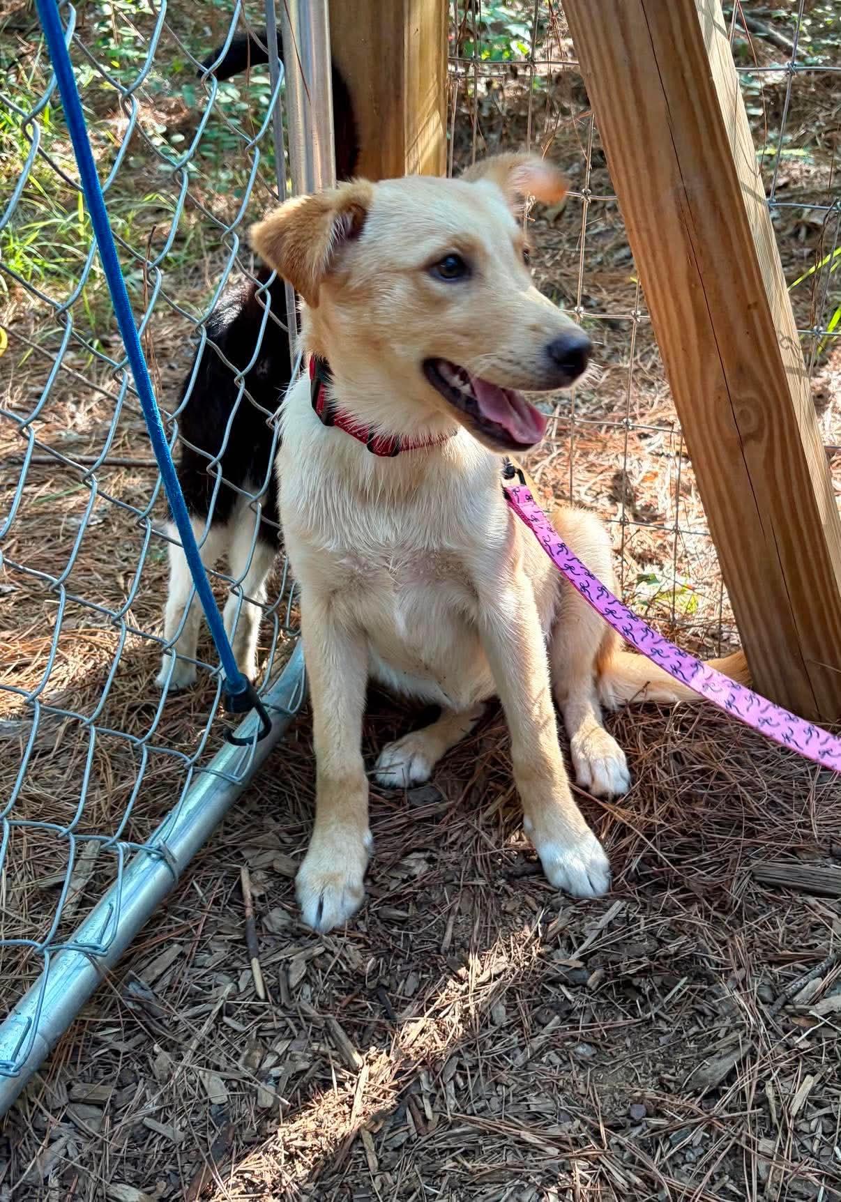 Isla, a ADOPTABLE mixed breed in Wando, SC image 2/3