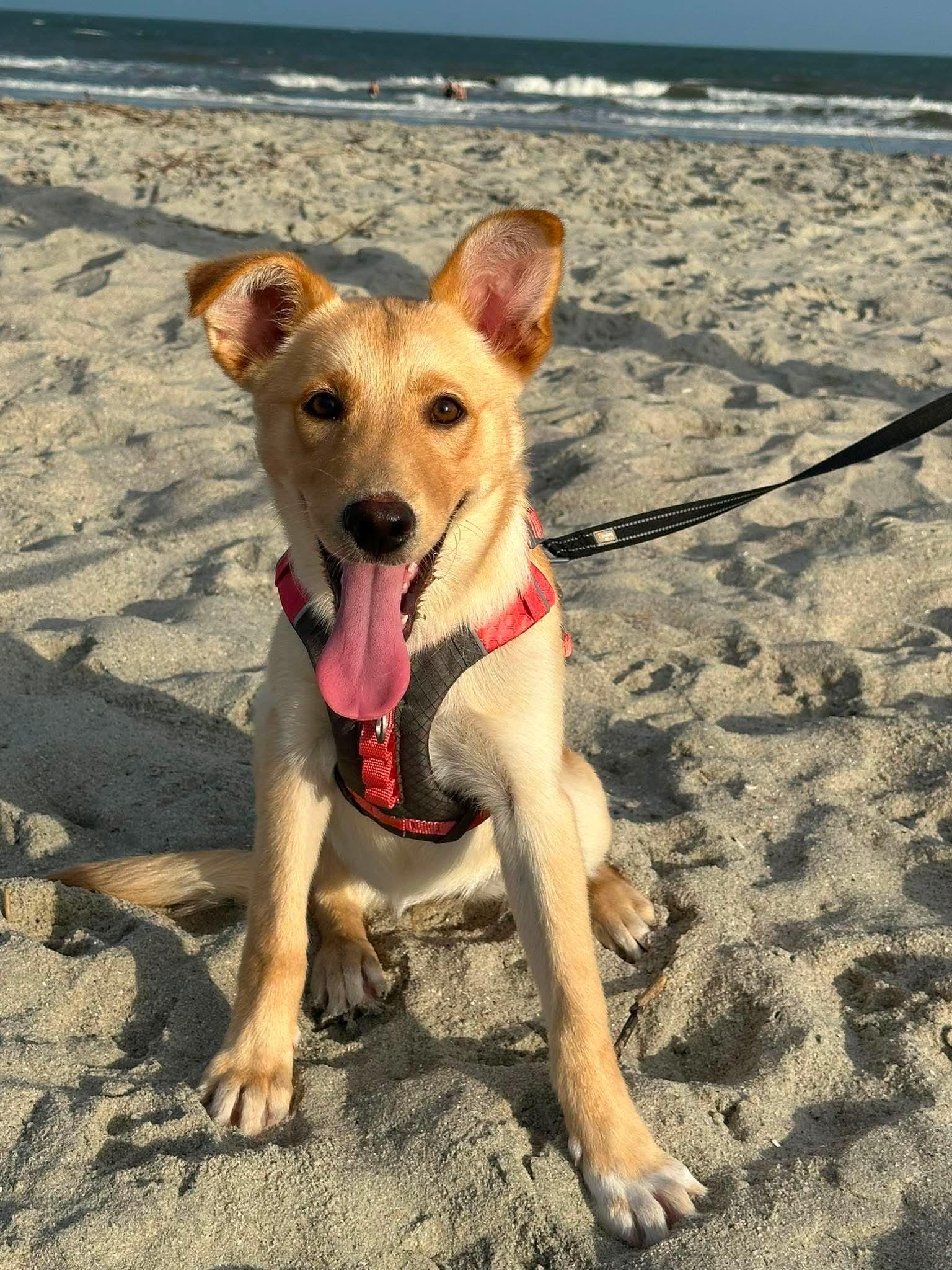 Isla, adopted, Puppy Female Labrador Retriever & Husky.