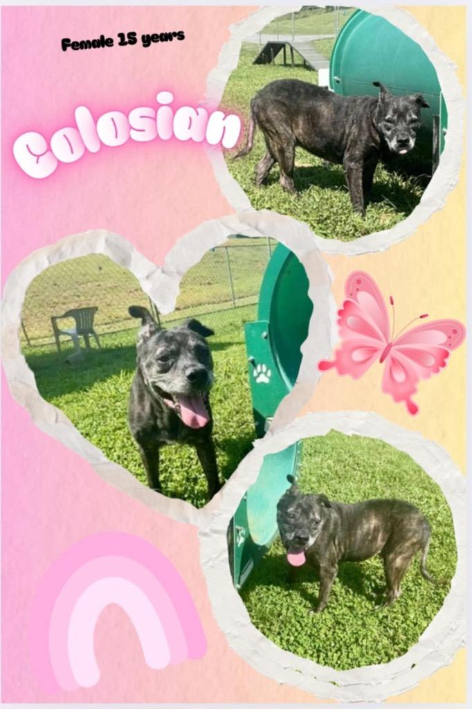 Miss Colosian, Adoptable, Senior Female Pit Bull Terrier & Mixed Breed.