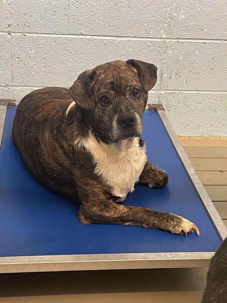 Enlarge Miss Colosian, a Adoptable mixed breed in Blountville, TN image 2/2