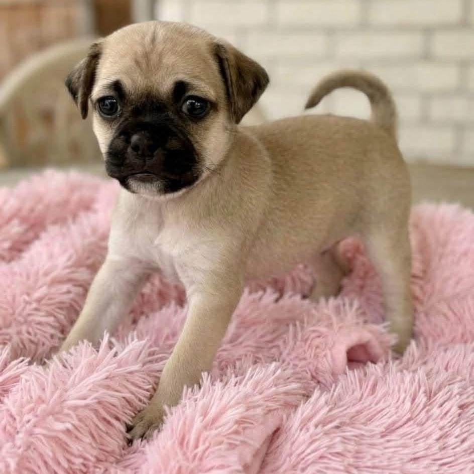 Enlarge Reba, a Adoptable mixed breed in Rockwall, TX image 1/3