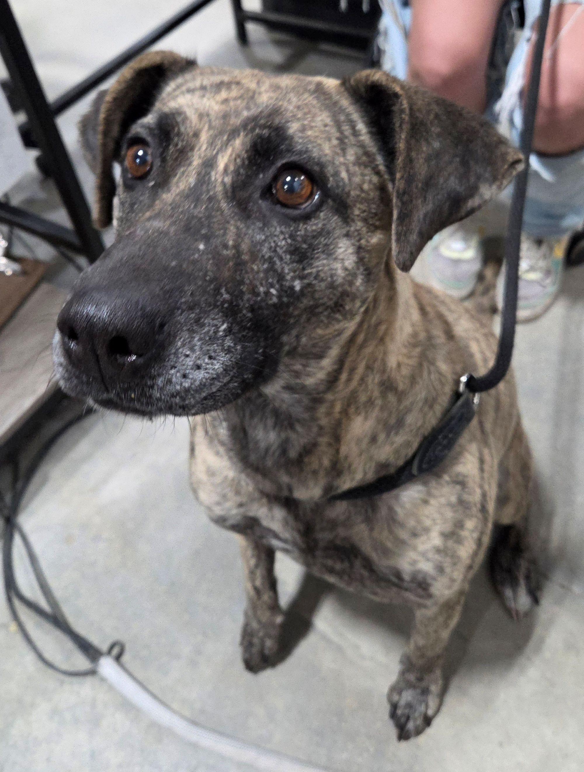 Diva, Adopted, Adult Female Plott Hound.
