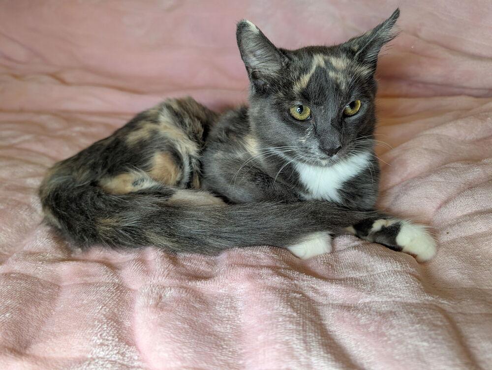 Sakura, a Adoptable Domestic Short Hair in Hudson, NH image 2/6