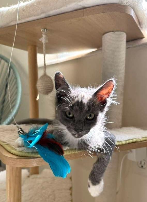 Sakura, a Adoptable Domestic Short Hair in Hudson, NH image 3/6