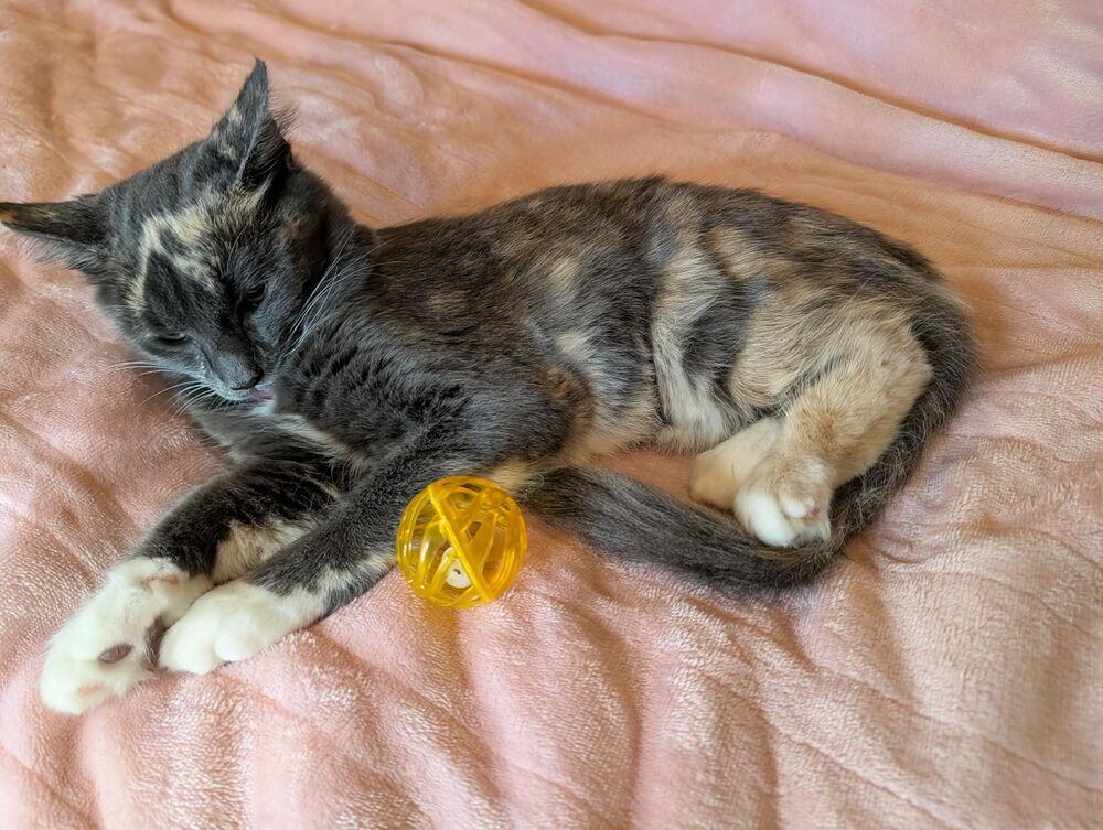 Sakura, a Adoptable Domestic Short Hair in Hudson, NH image 4/6