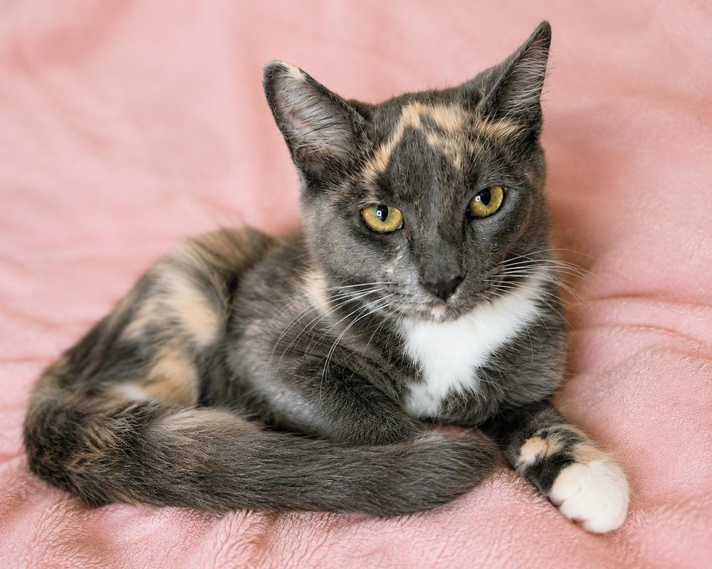 Sakura, a Adoptable Domestic Short Hair in Hudson, NH image 5/6