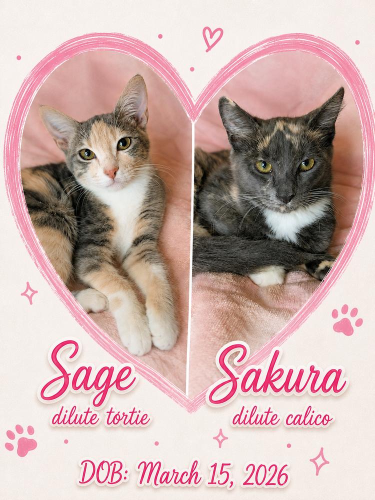 Sakura, a Adoptable Domestic Short Hair in Hudson, NH image 6/6
