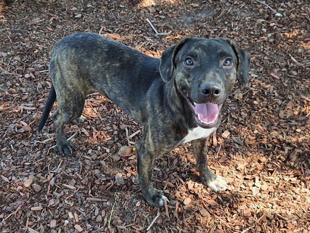 Enlarge DON, a Adoptable mixed breed in Panama City, FL image 1/1