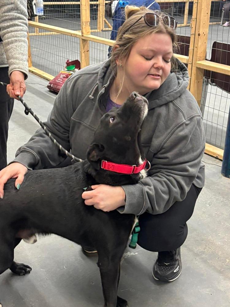 Stryder, Adoptable, Adult Male Labrador Retriever.