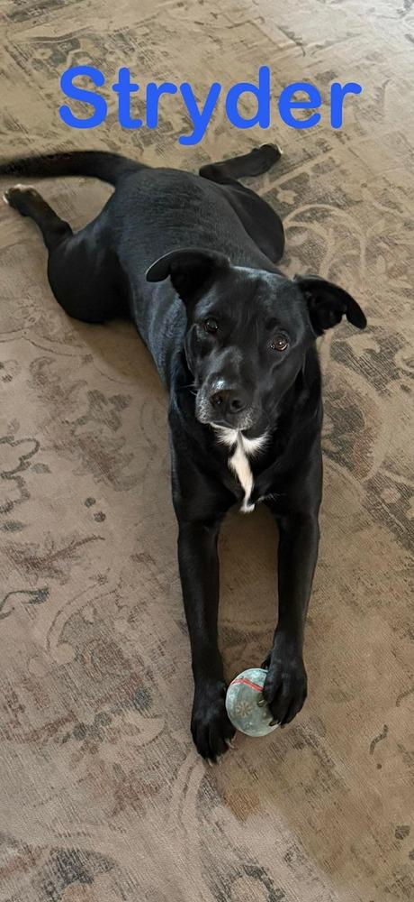 Enlarge Stryder, a Adoptable mixed breed in Syracuse, NY image 1/6