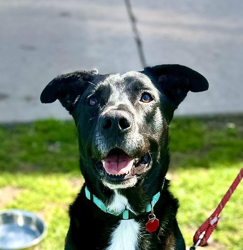 Enlarge Stryder, a Adoptable mixed breed in Syracuse, NY image 1/5