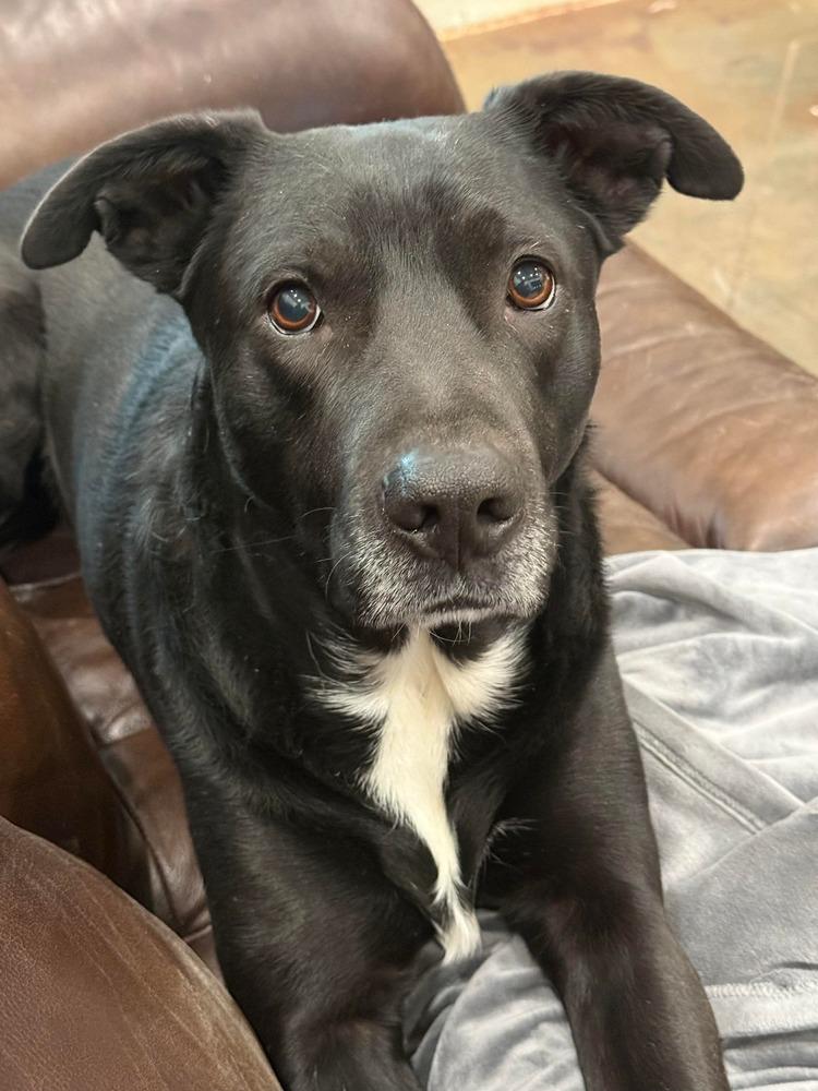 Enlarge Stryder, a Adoptable mixed breed in Syracuse, NY image 3/6