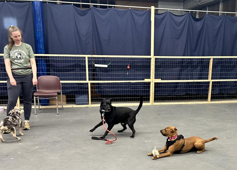 Enlarge Stryder, a Adoptable mixed breed in Syracuse, NY image 3/5