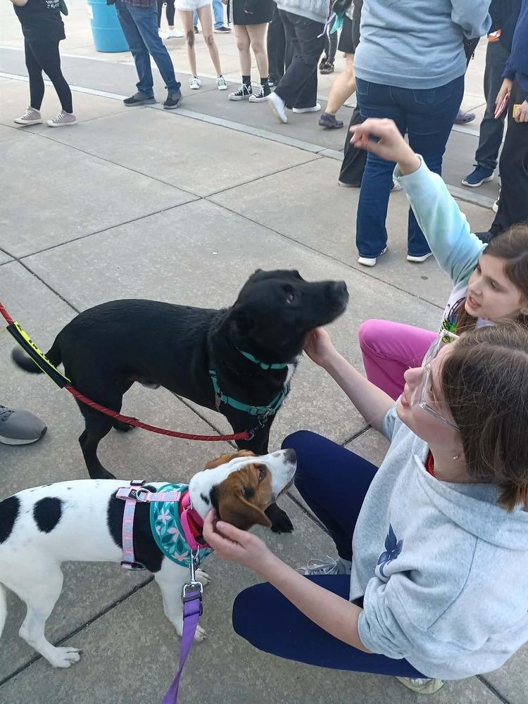 Stryder, a Adoptable mixed breed in Syracuse, NY image 2/5