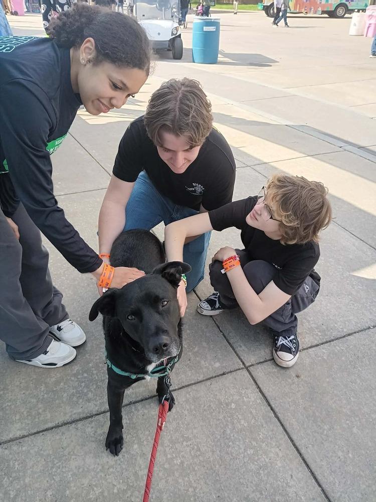 Stryder, a Adoptable mixed breed in Syracuse, NY image 3/5
