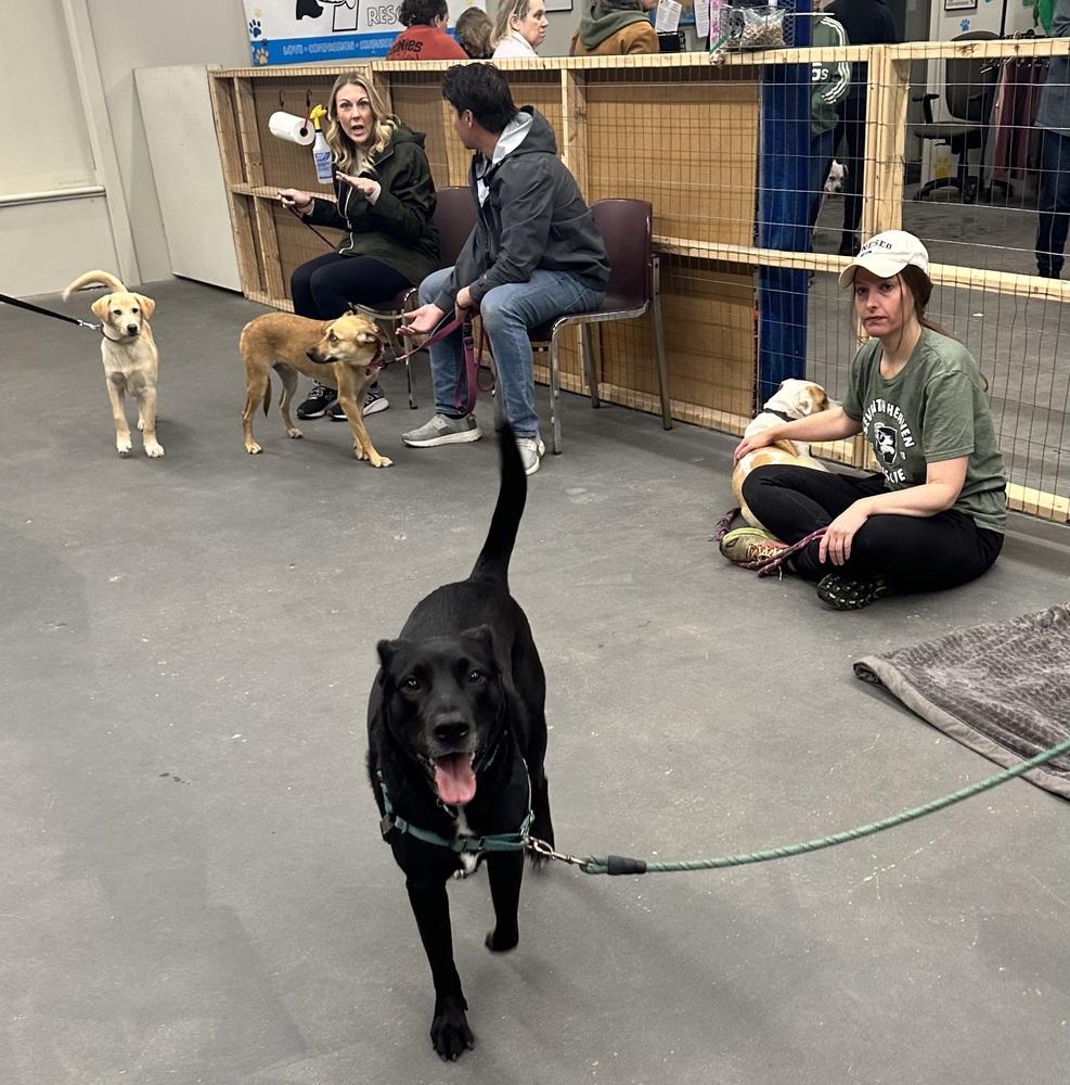 Stryder, Adoptable, Adult Male Labrador Retriever.