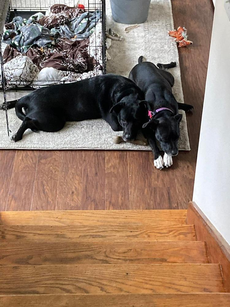 Enlarge Stryder, a Adoptable mixed breed in Syracuse, NY image 4/6