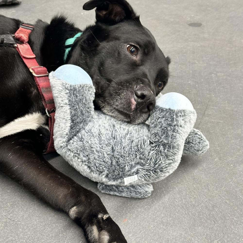 Enlarge Stryder, a Adoptable mixed breed in Syracuse, NY image 5/6