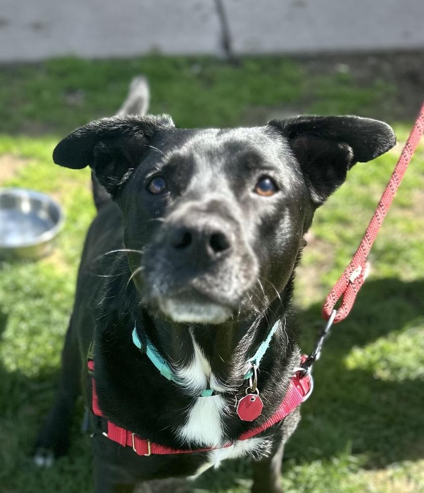Enlarge Stryder, a Adoptable mixed breed in Syracuse, NY image 4/5