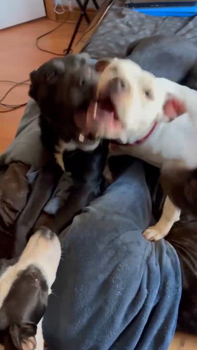 Enlarge Stryder, a Adoptable mixed breed in Syracuse, NY video 6/6