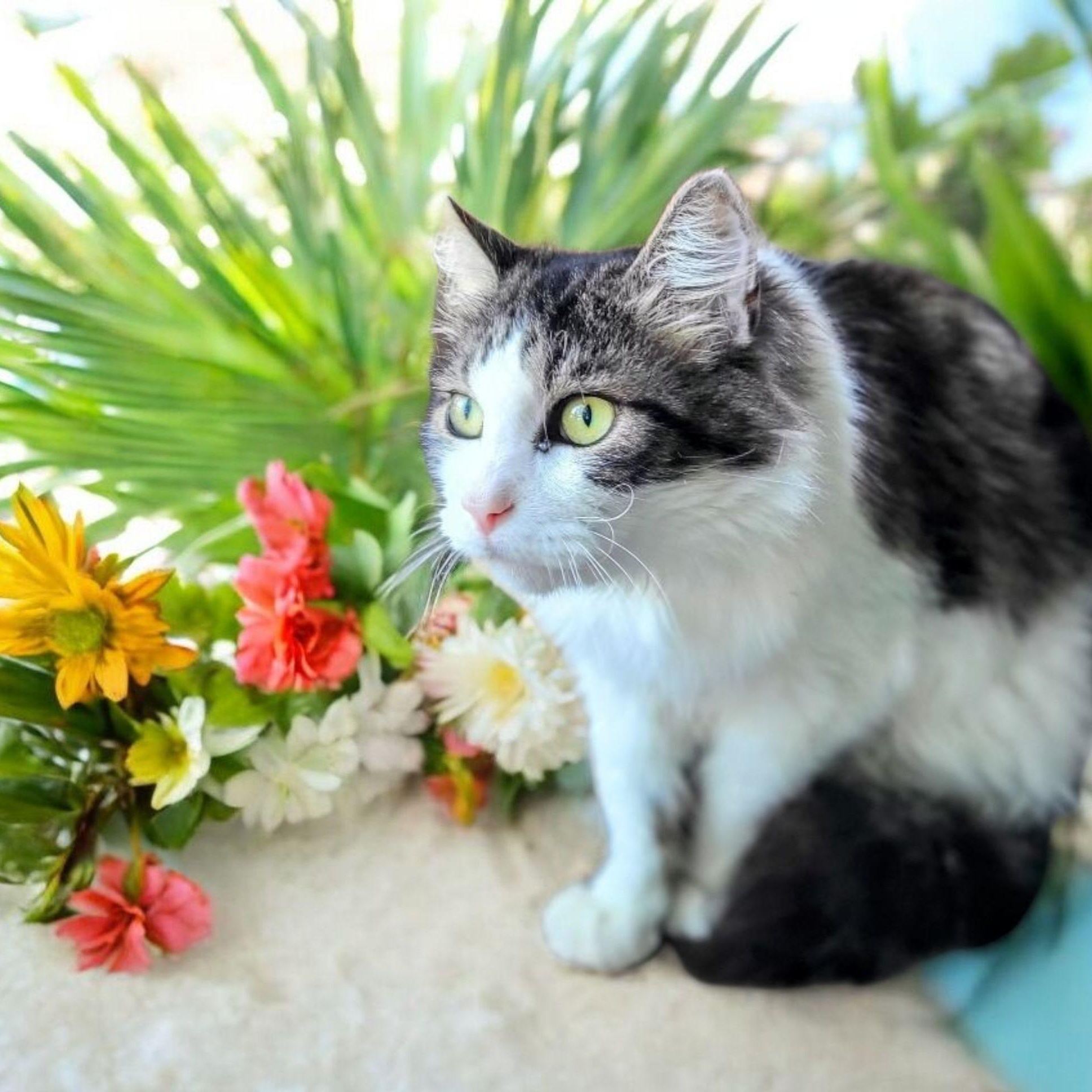 Kami, a Adoptable mixed breed in New Port Richey, FL image 5/5