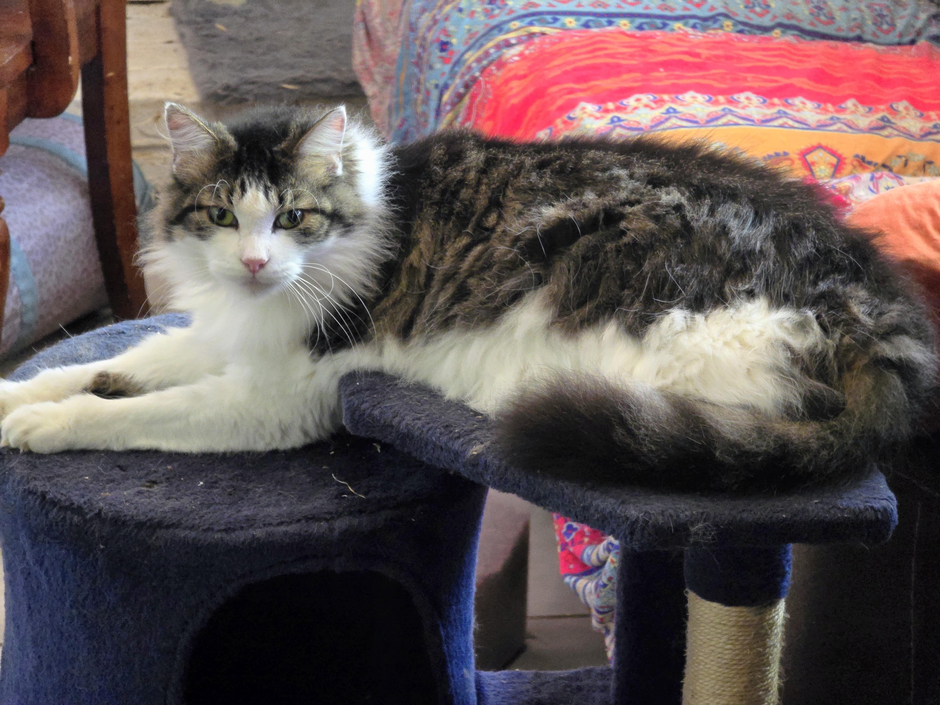 Kami, Adoptable, Adult Male Maine Coon & Domestic Short Hair.