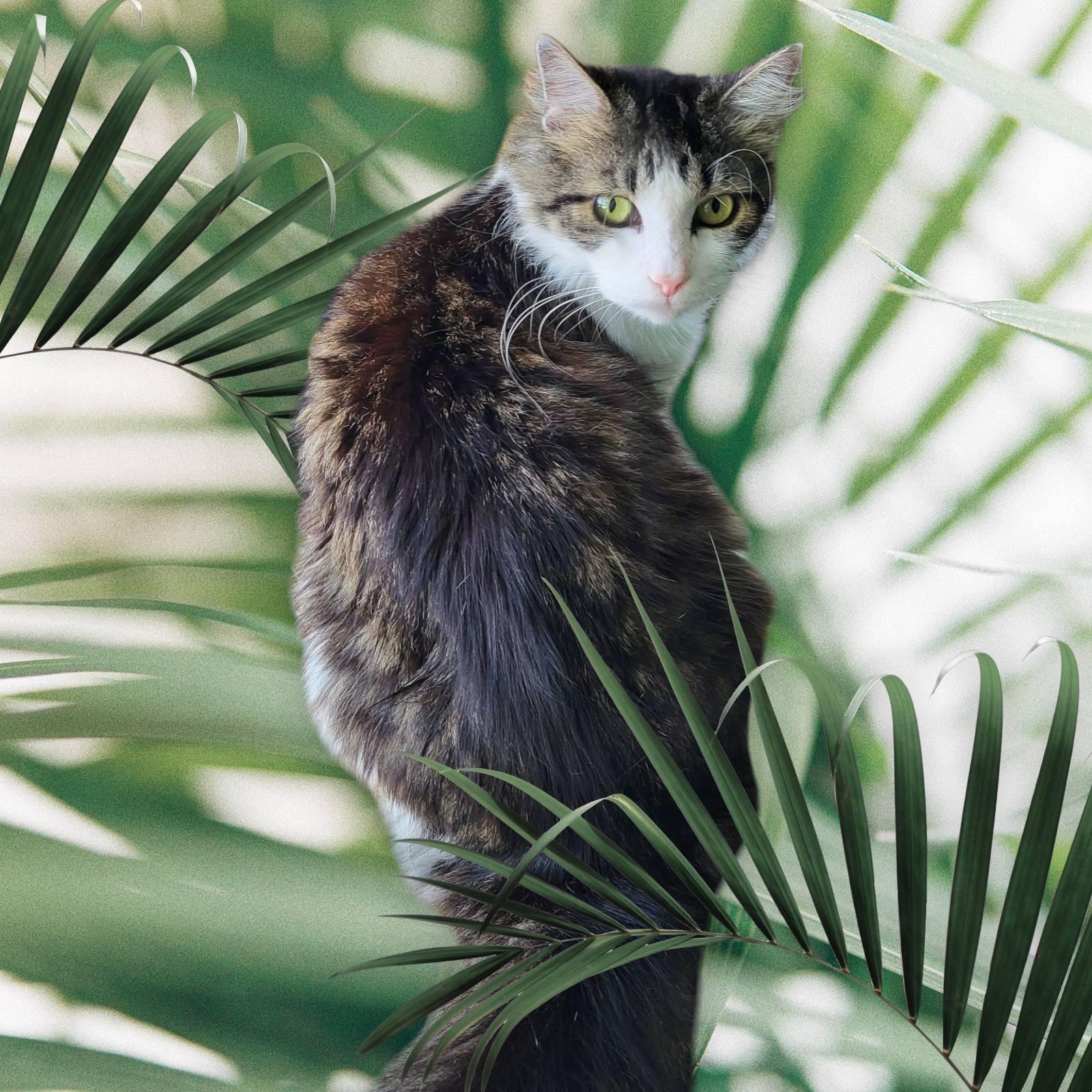 Kami, a Adoptable mixed breed in New Port Richey, FL image 3/5