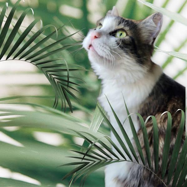 Kami, a Adoptable mixed breed in New Port Richey, FL image 4/5