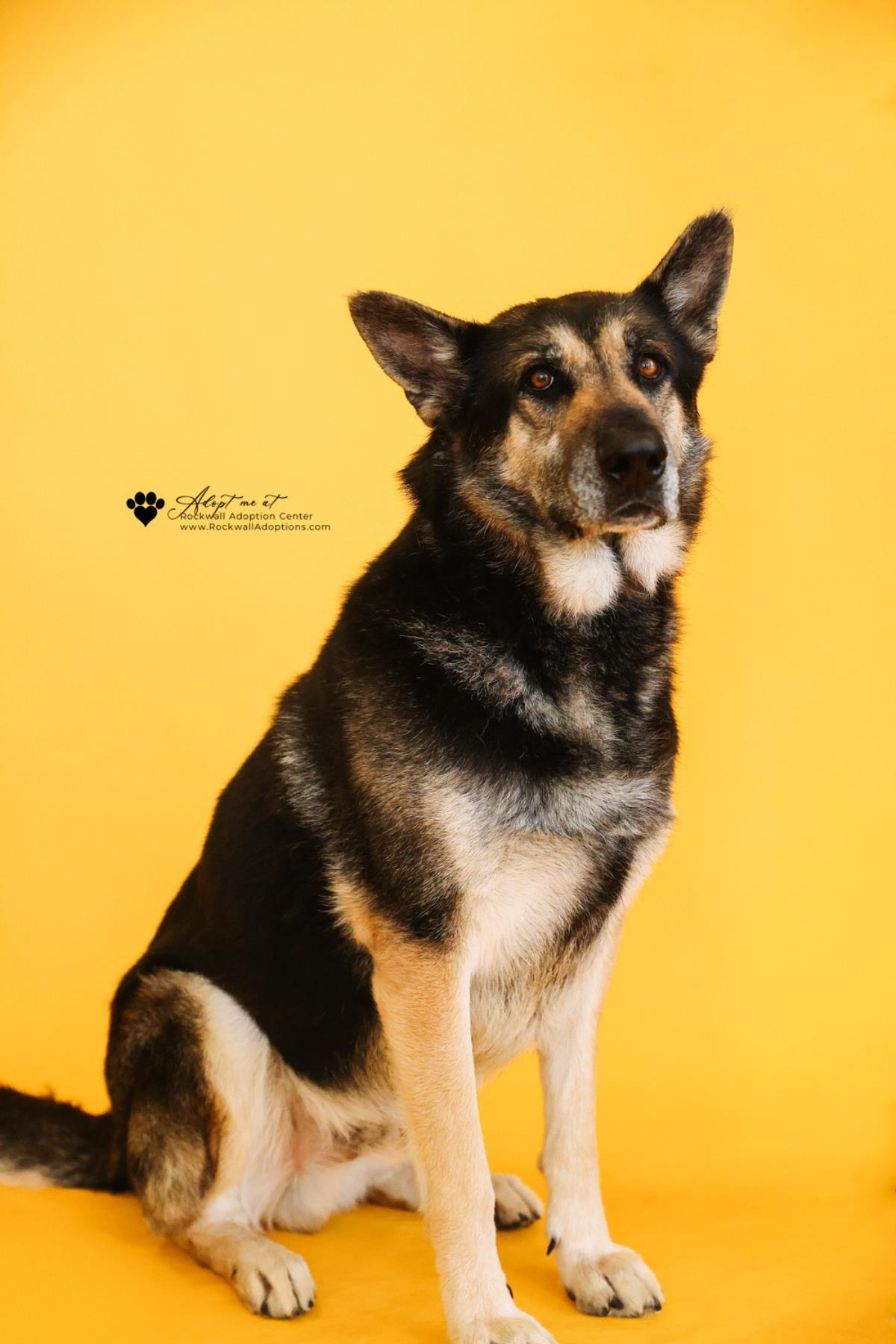 Enlarge Archie $75 Adoption Fee! Diamond Dog!, a Adoptable German Shepherd Dog in Rockwall, TX image 1/3