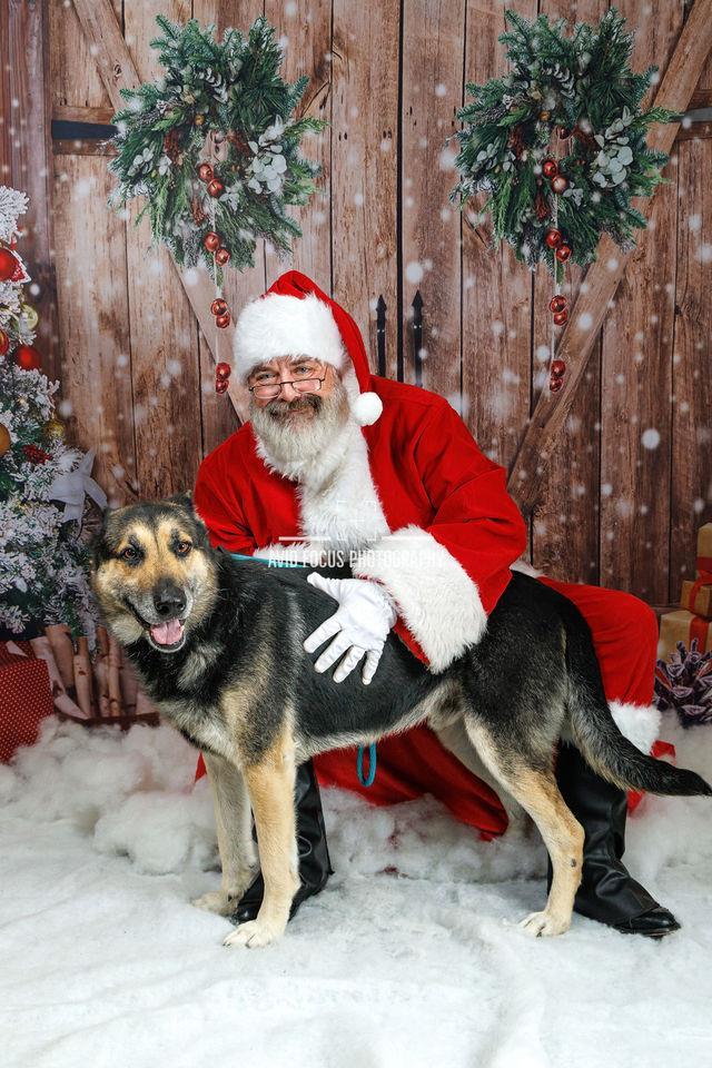 Archie, Adoptable, Adult Male German Shepherd Dog.