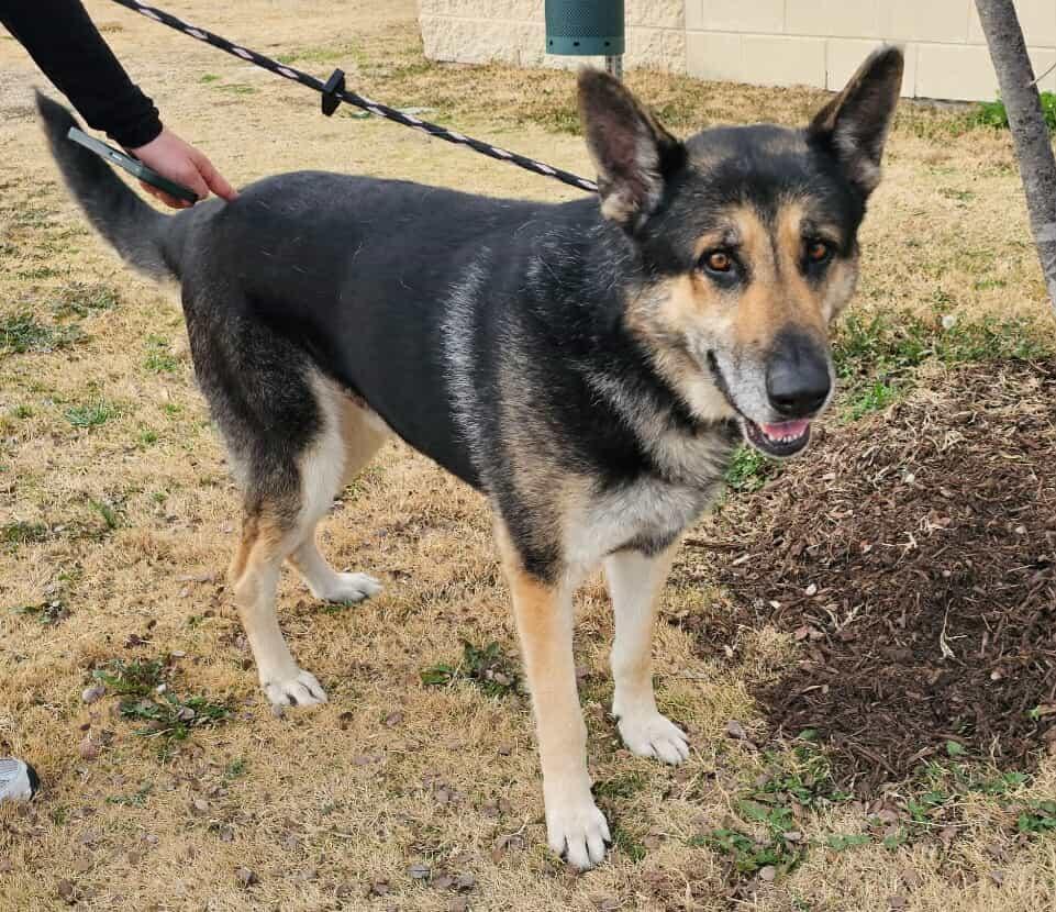 Archie $75 Adoption Fee! Diamond Dog!, Adoptable, Adult Male German Shepherd Dog.
