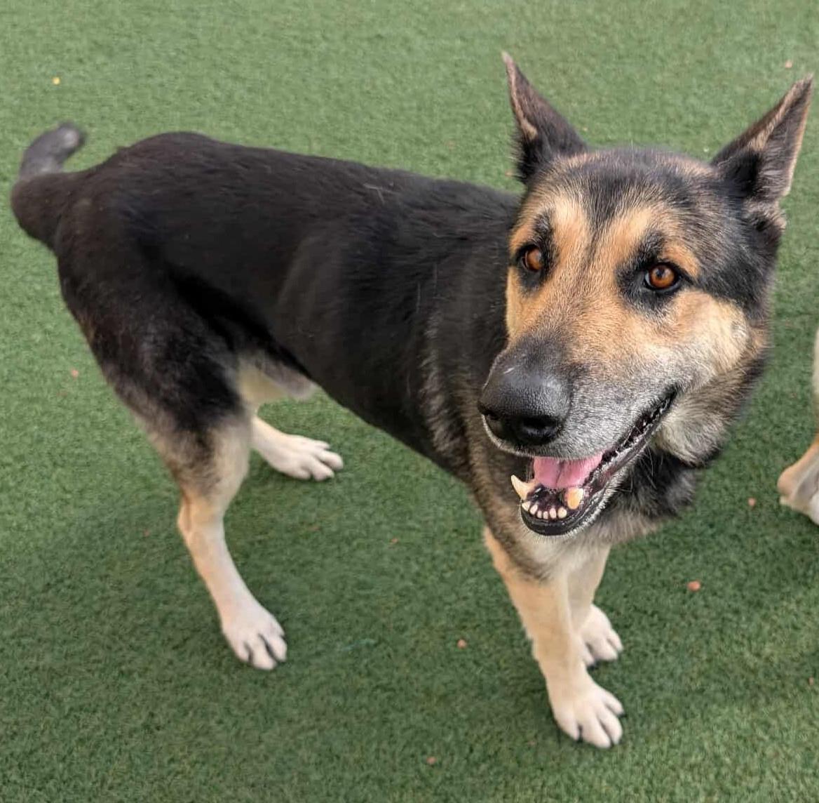 Archie, Adoptable, Adult Male German Shepherd Dog.