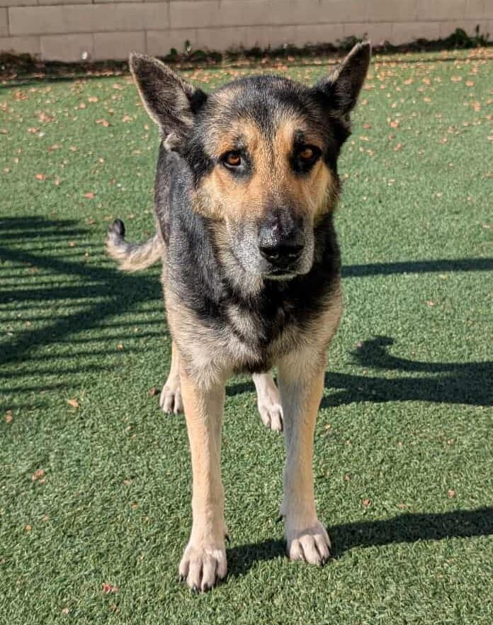 Enlarge Archie, a Adoptable German Shepherd Dog in Rockwall, TX image 3/3