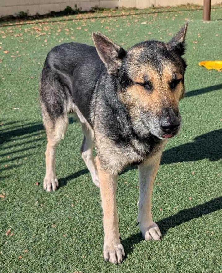 Enlarge Archie $75 Adoption Fee! Diamond Dog!, a Adoptable German Shepherd Dog in Rockwall, TX image 2/3