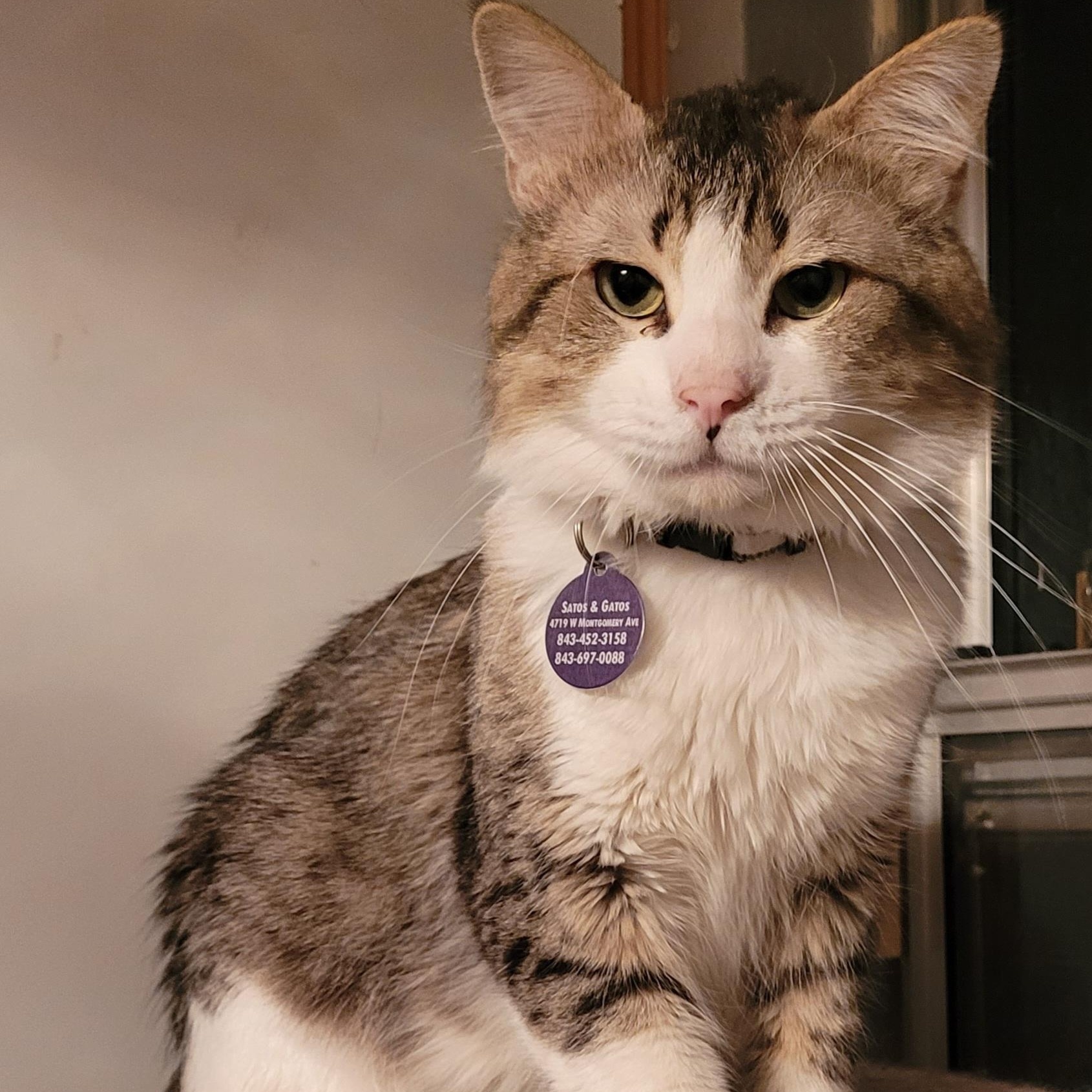 Mordecai, Adoptable, Adult Male Domestic Long Hair.