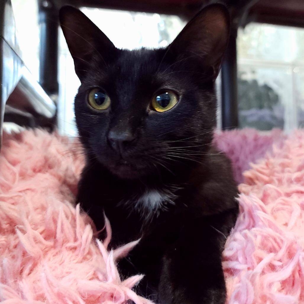 Jurnee, Adoptable, Young Female Domestic Short Hair.