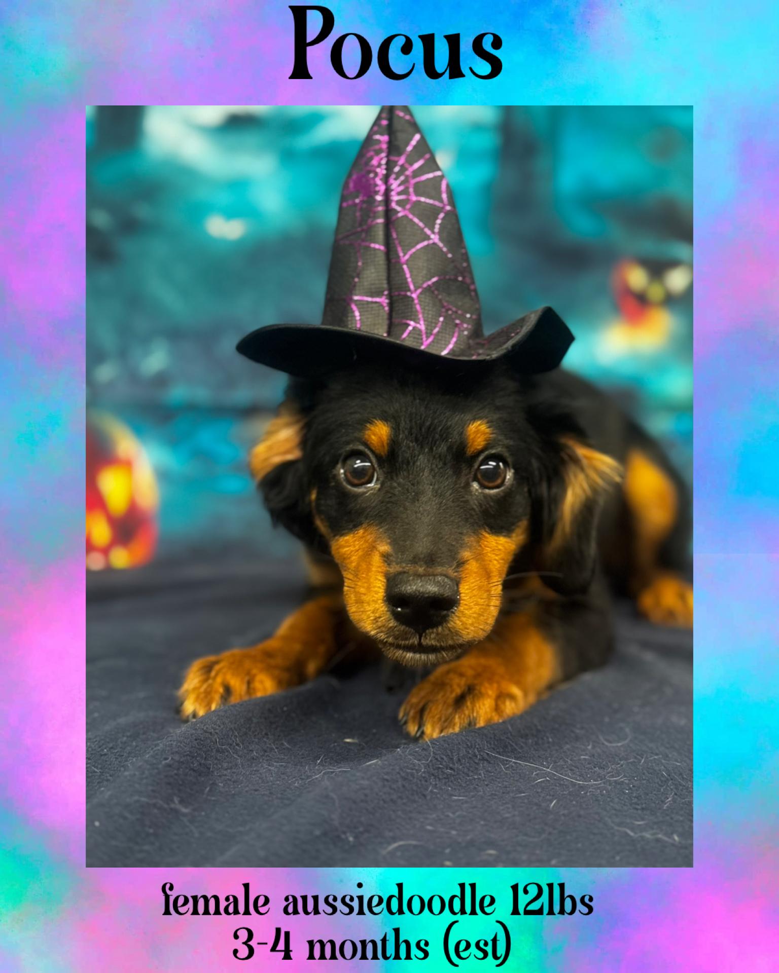 Pocus, an adoptable Aussiedoodle in Manchester, CT, 06042 | Photo Image 1