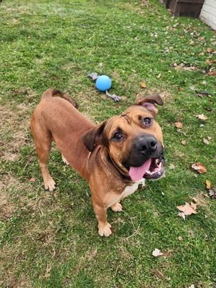 Sneasel, Adoptable, Adult Male Pit Bull Terrier & Mixed Breed.