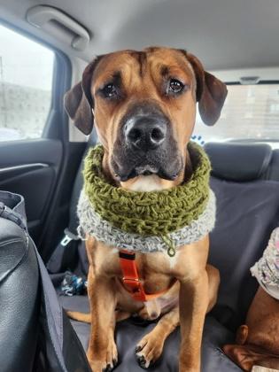 Sneasel — thumbnail 2