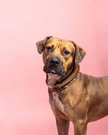 Sneasel — thumbnail 3