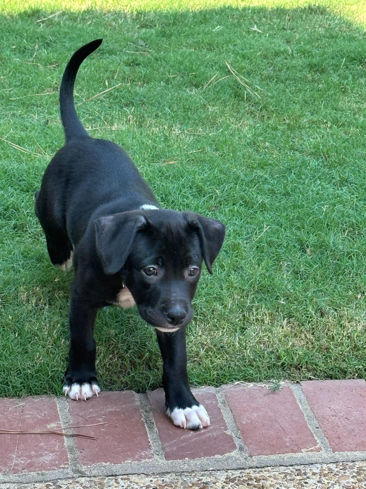 Enlarge Audrey Hepburn, a Adoptable Mixed Breed in Memphis, TN image 3/6
