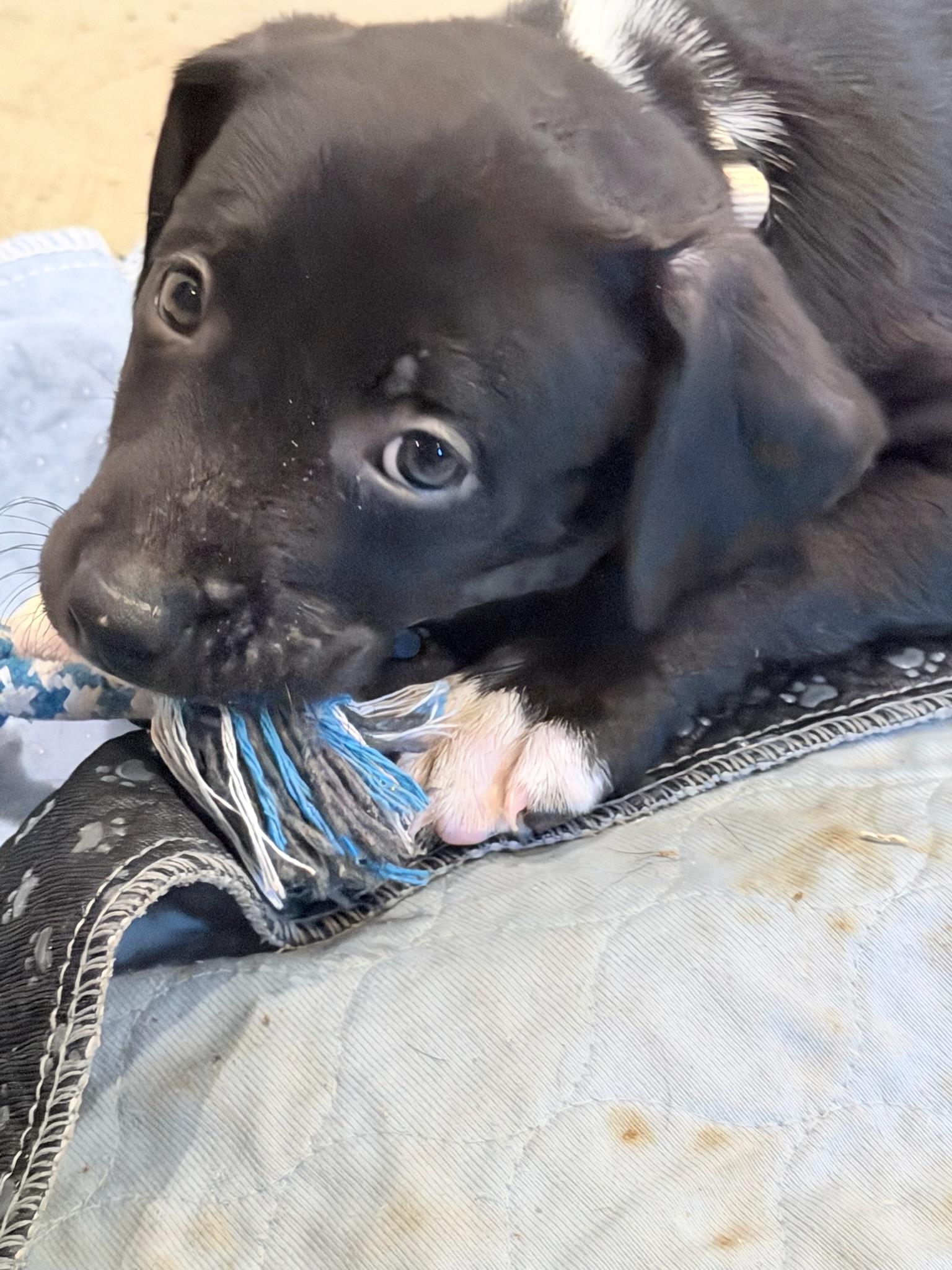 Enlarge Audrey Hepburn, a Adoptable Mixed Breed in Memphis, TN image 3/5