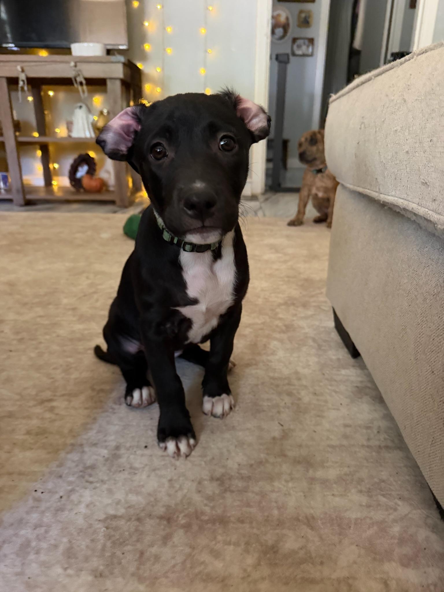 Enlarge Audrey Hepburn, a Adoptable Mixed Breed in Memphis, TN image 2/6