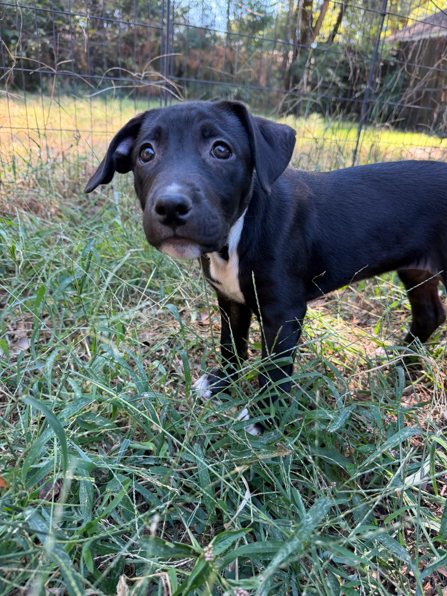 Enlarge Audrey Hepburn, a Adoptable Mixed Breed in Memphis, TN image 1/6