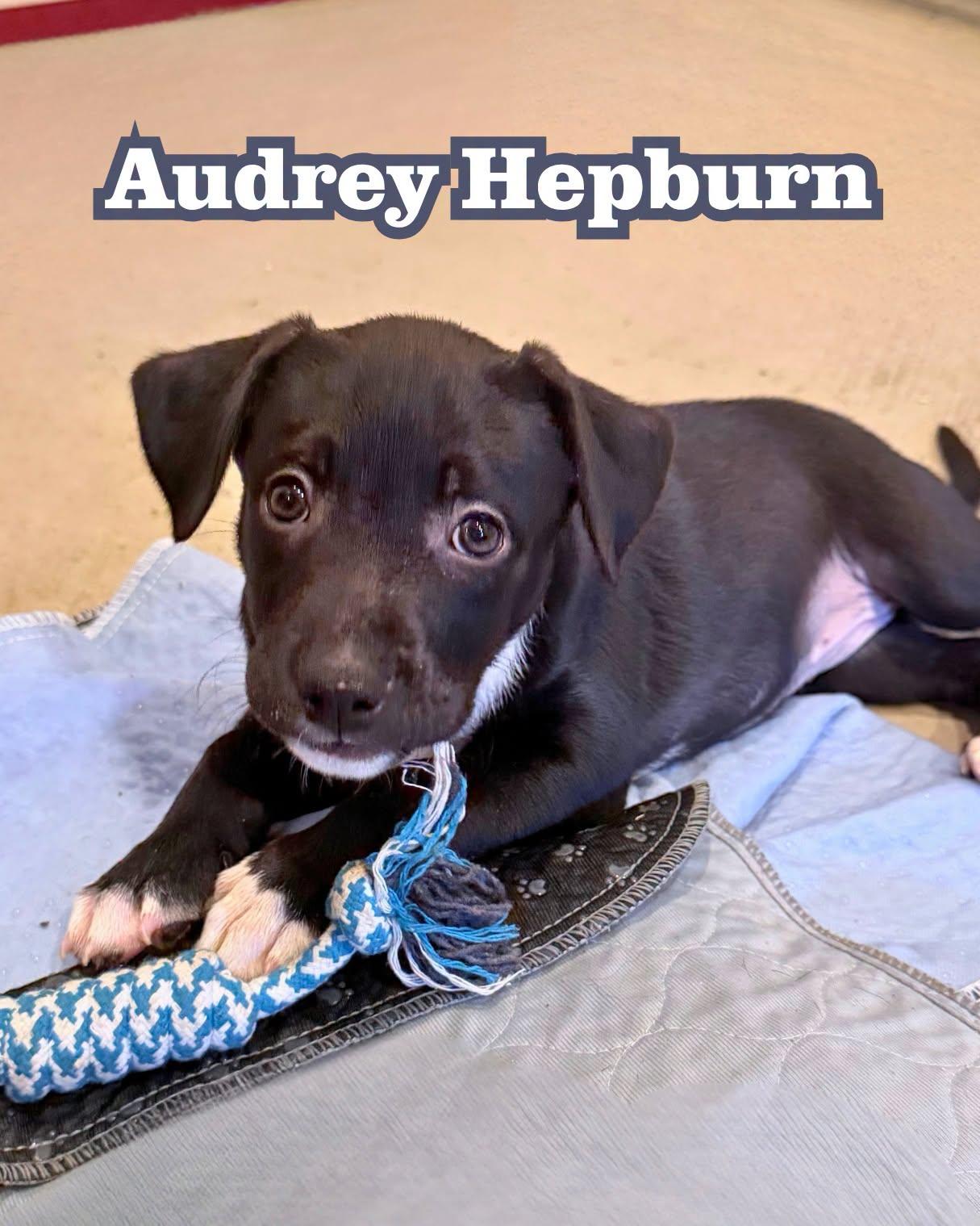 Enlarge Audrey Hepburn, a Adoptable Mixed Breed in Memphis, TN image 1/5